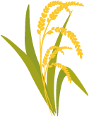 稲イラスト